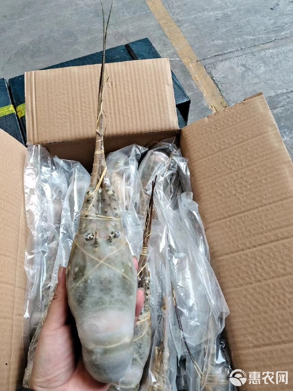 高質小青龍水產品批發(fā)的市場機遇與運營策略